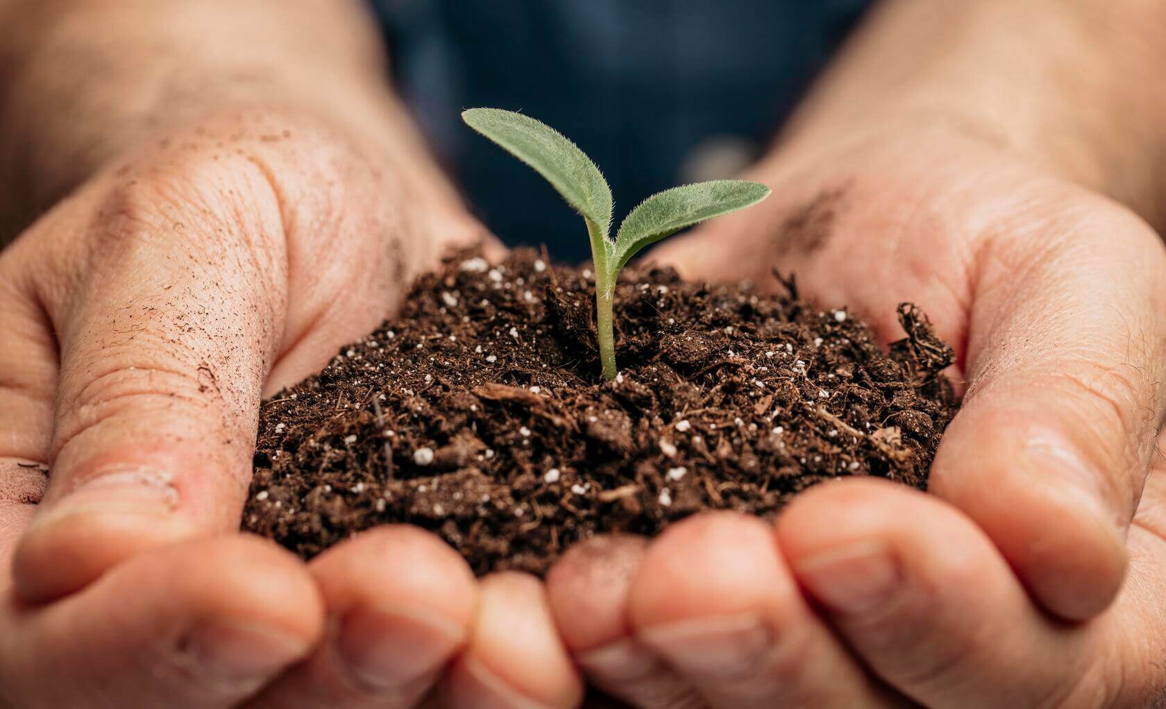 ativo biologico planta