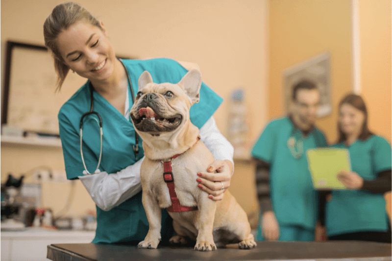 WeVets expande e fortalece presença no mercado veterinário com aquisição da Animaniac’s  - Investor